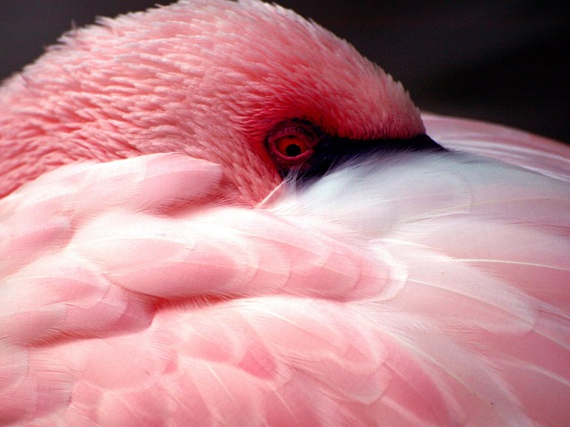 Free Flamingo Bird photo and picture