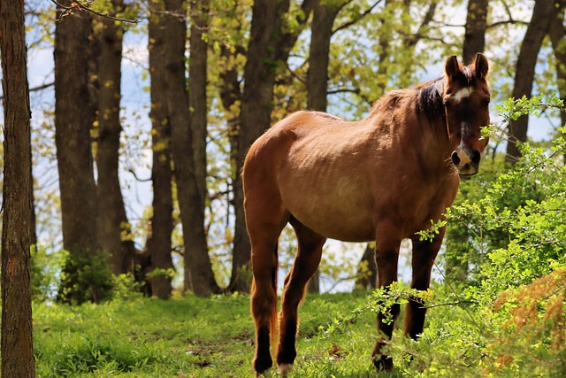 Free Horse Woods photo and picture
