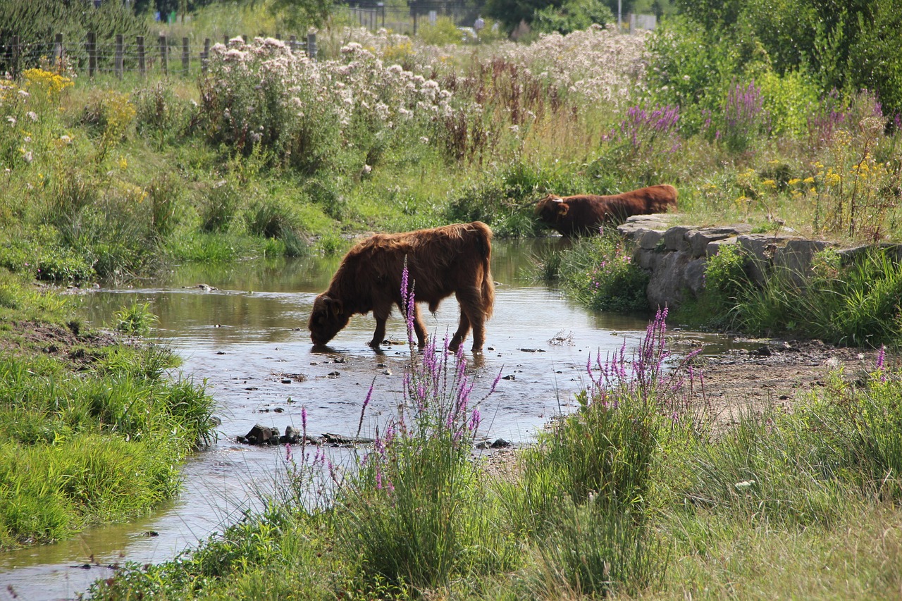Ox Oxen - free online jigsaw puzzle photo