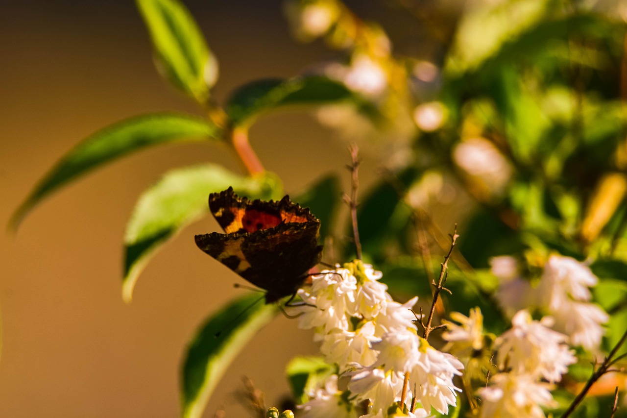 Butterfly - free online jigsaw puzzle photo