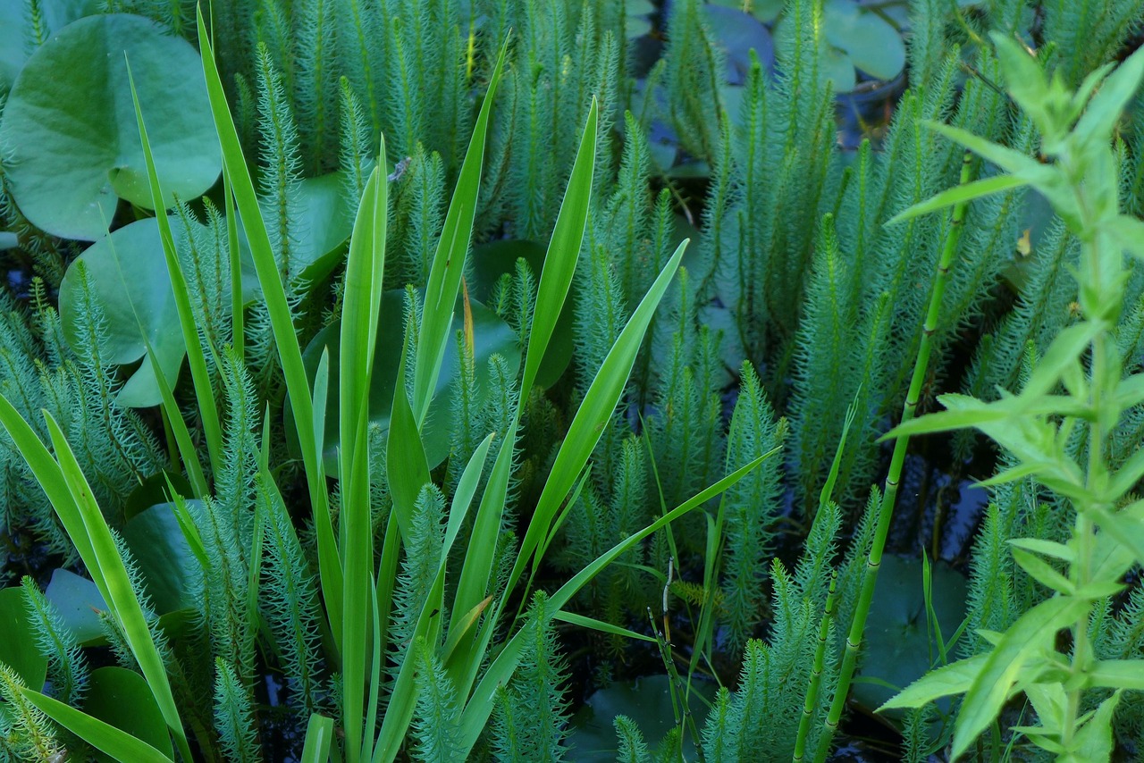 Vert Prairie Étang - Photo gratuite sur Pixabay - Pixabay