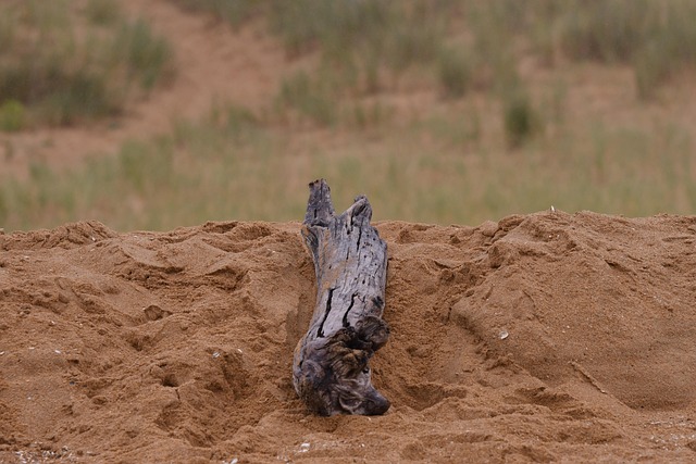 Free Plugged Dead photo and picture