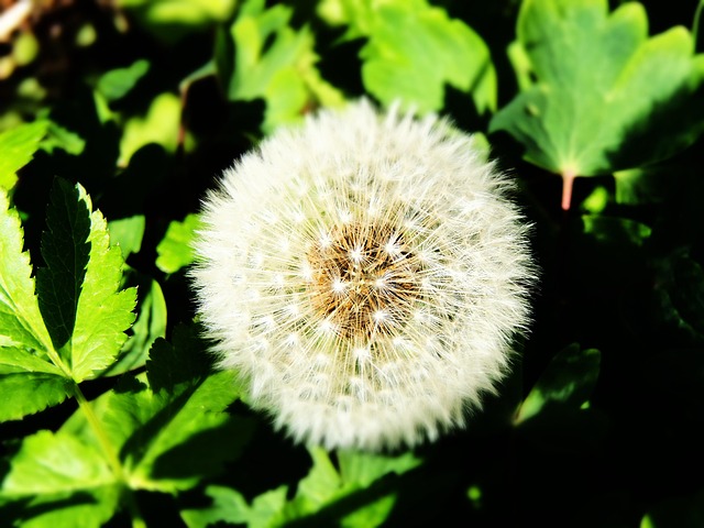Diente De León, Semilla, Naturaleza