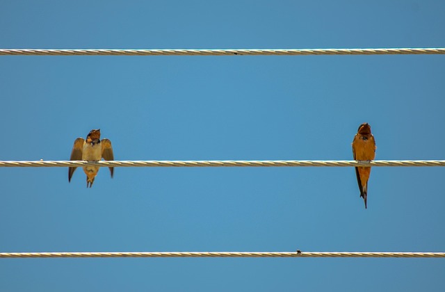 Free Birds Darling photo and picture