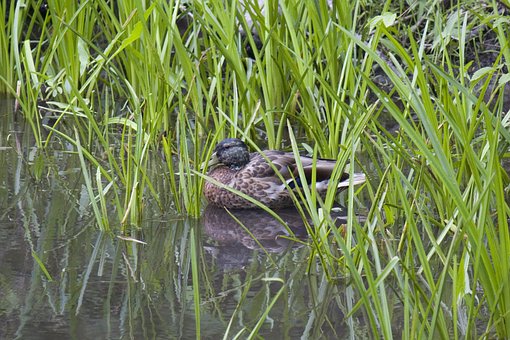 Free Duck Mallard photo and picture