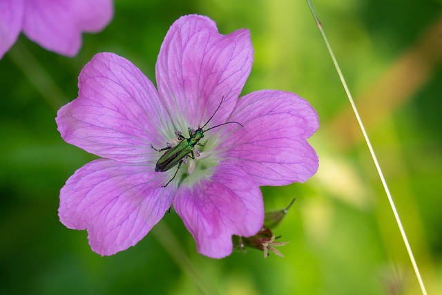 Free Flower Garden photo and picture