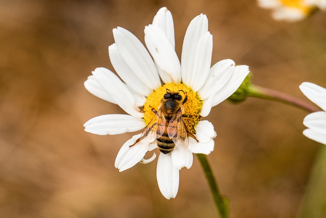 Free Daisy Beautiful Flowers photo and picture