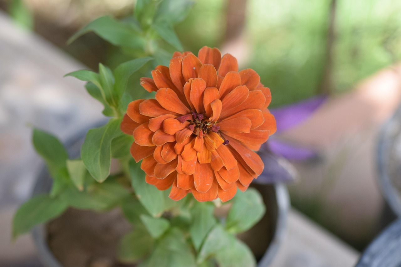 Zinnia Flower Plant Orange Free photo on Pixabay Pixabay