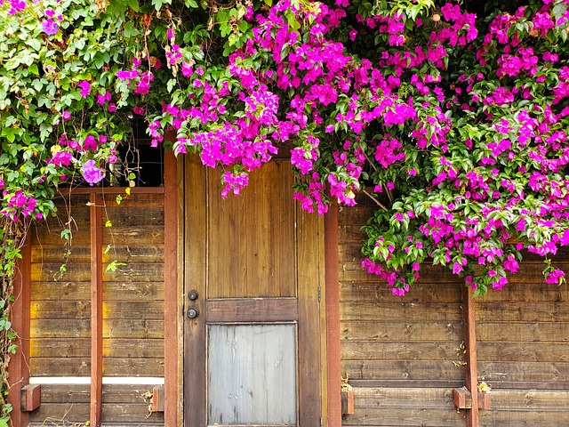 Free Wooden Door Bougainvillea photo and picture
