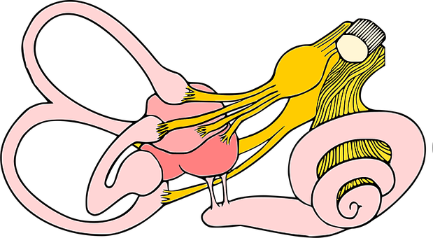 Free Arcades Cochlea vector and picture