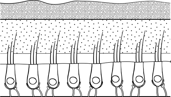 Free Macula Sense Of Balance illustration and picture