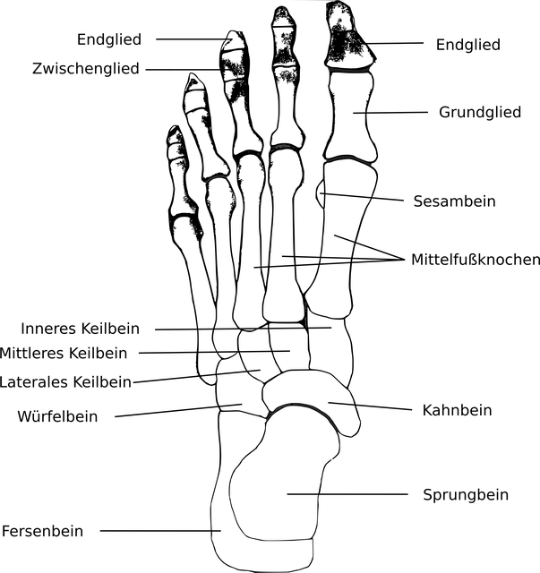Free Foot Bones Foot vector and picture