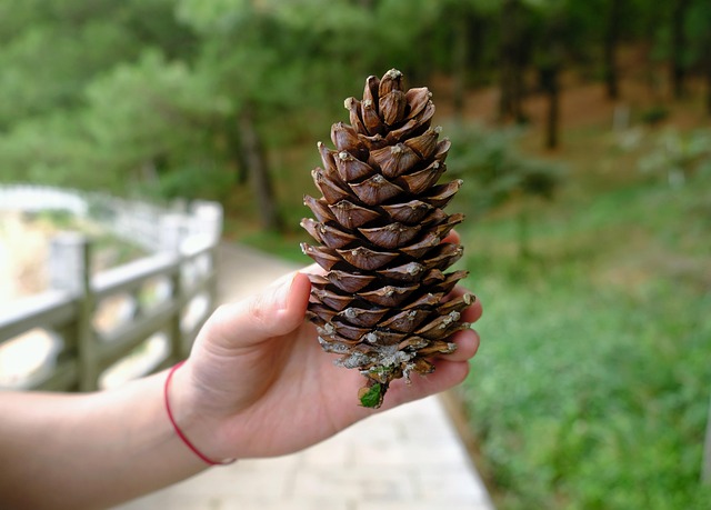 Free Mountain Natural photo and picture