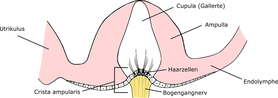 Free Ampulla Ear illustration and picture