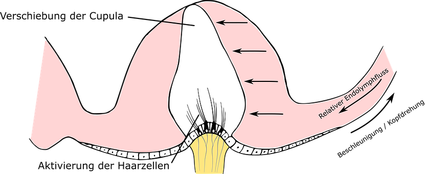 Free Ampulla Ear illustration and picture