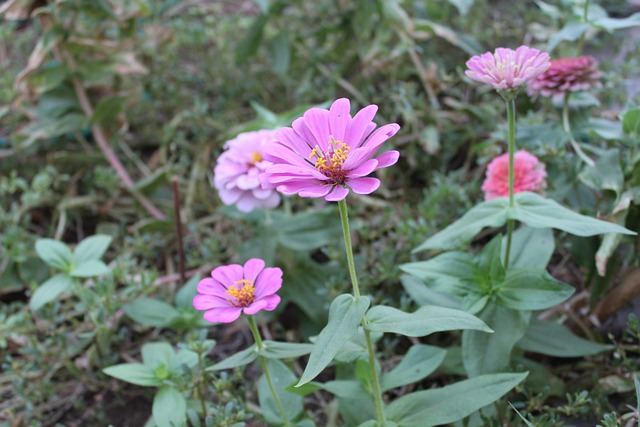 Free Flowers Nature photo and picture