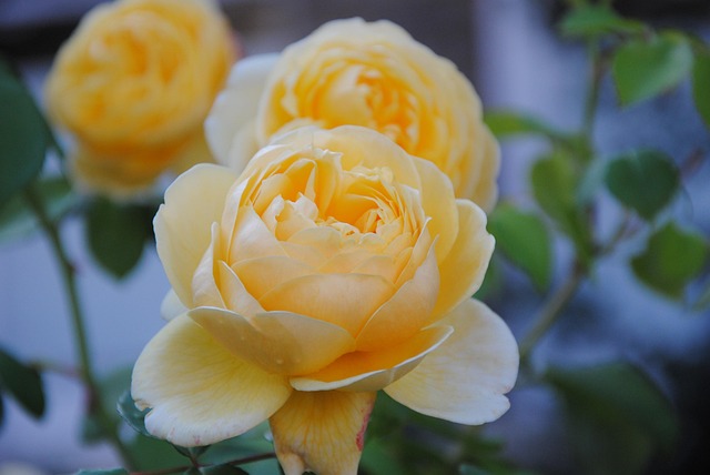 Free Cream Colour Rose photo and picture