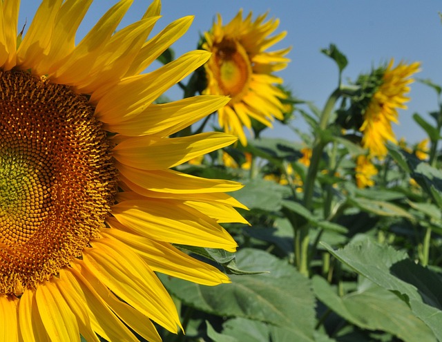 Free Summer Yellow photo and picture