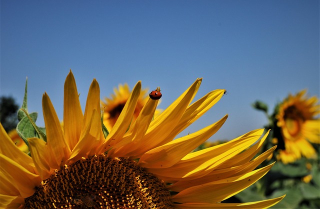 Free Summer Sunflowers photo and picture