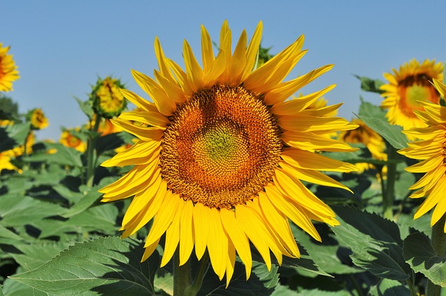 Free Sun Yellow photo and picture