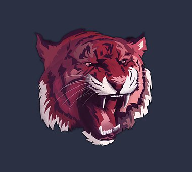Tiger, Kjæledyr, Dyr, Cat, Rovdyret, Dyr