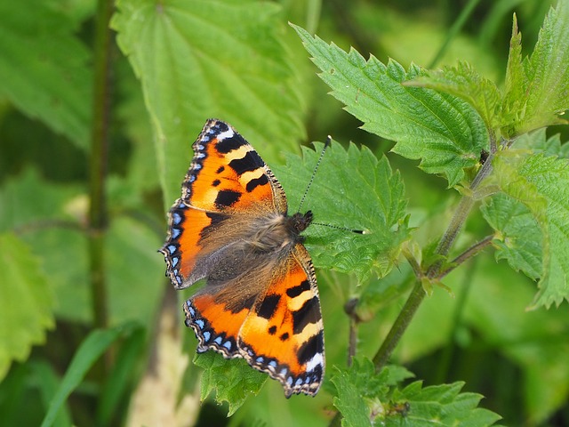 Free Animal Insect photo and picture