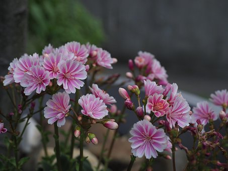 Free Flower Blossoms photo and picture