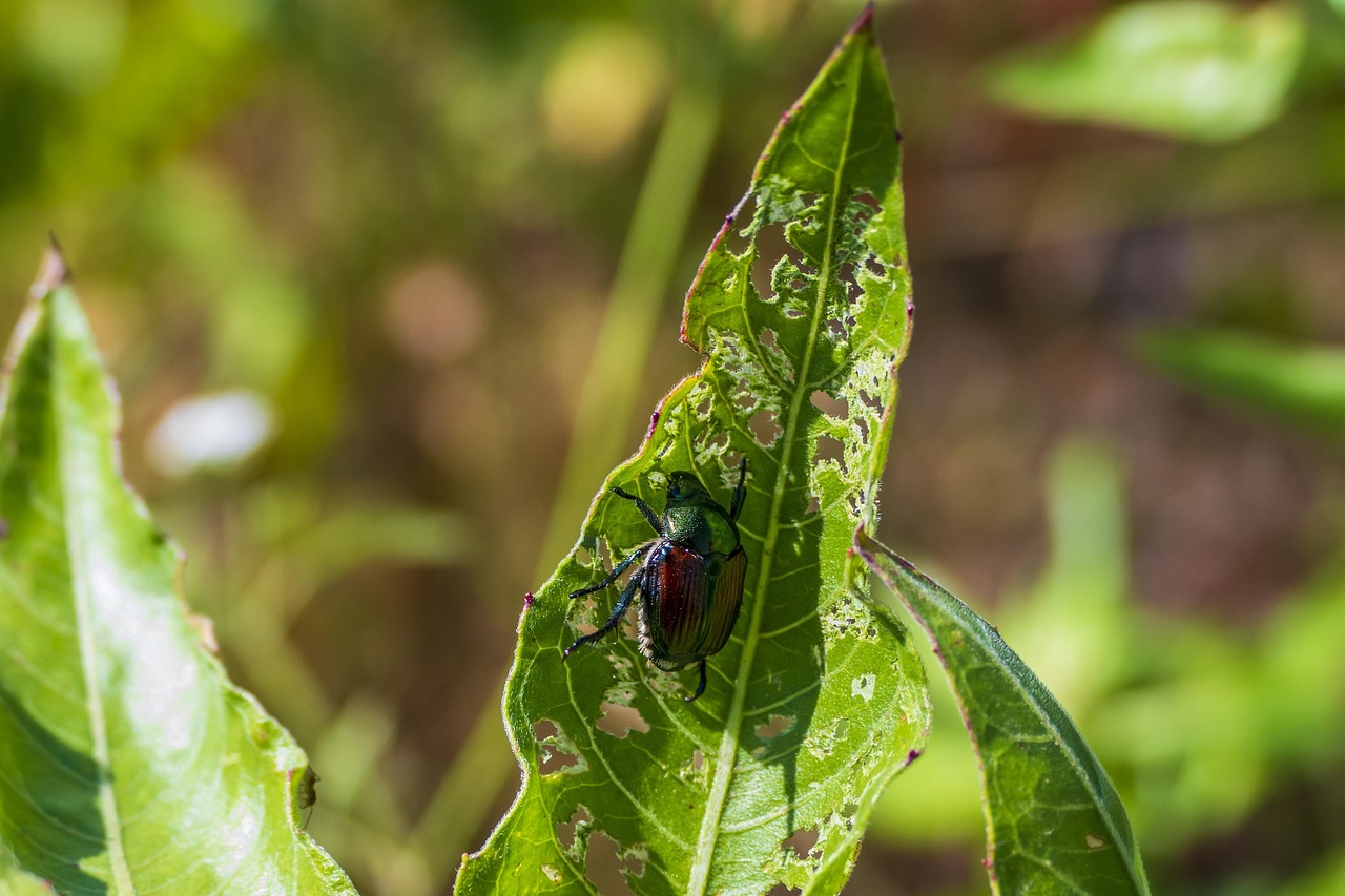 Japanese Insect Japanese Beetle Insect - Free photo on Pixabay - Pixabay