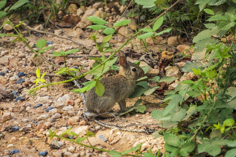 Rabbit Mammal Wildlife - Free photo on Pixabay