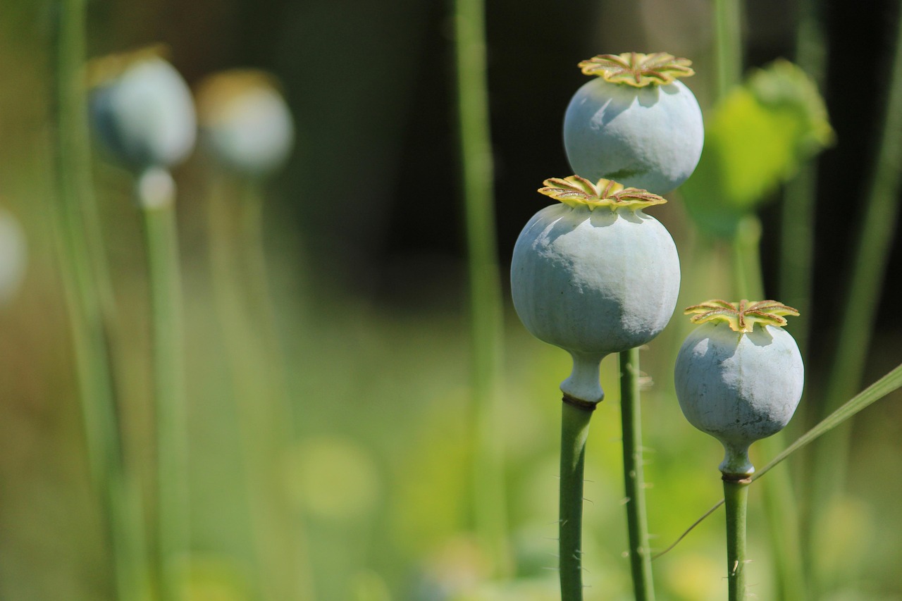 Nature - free online jigsaw puzzle photo