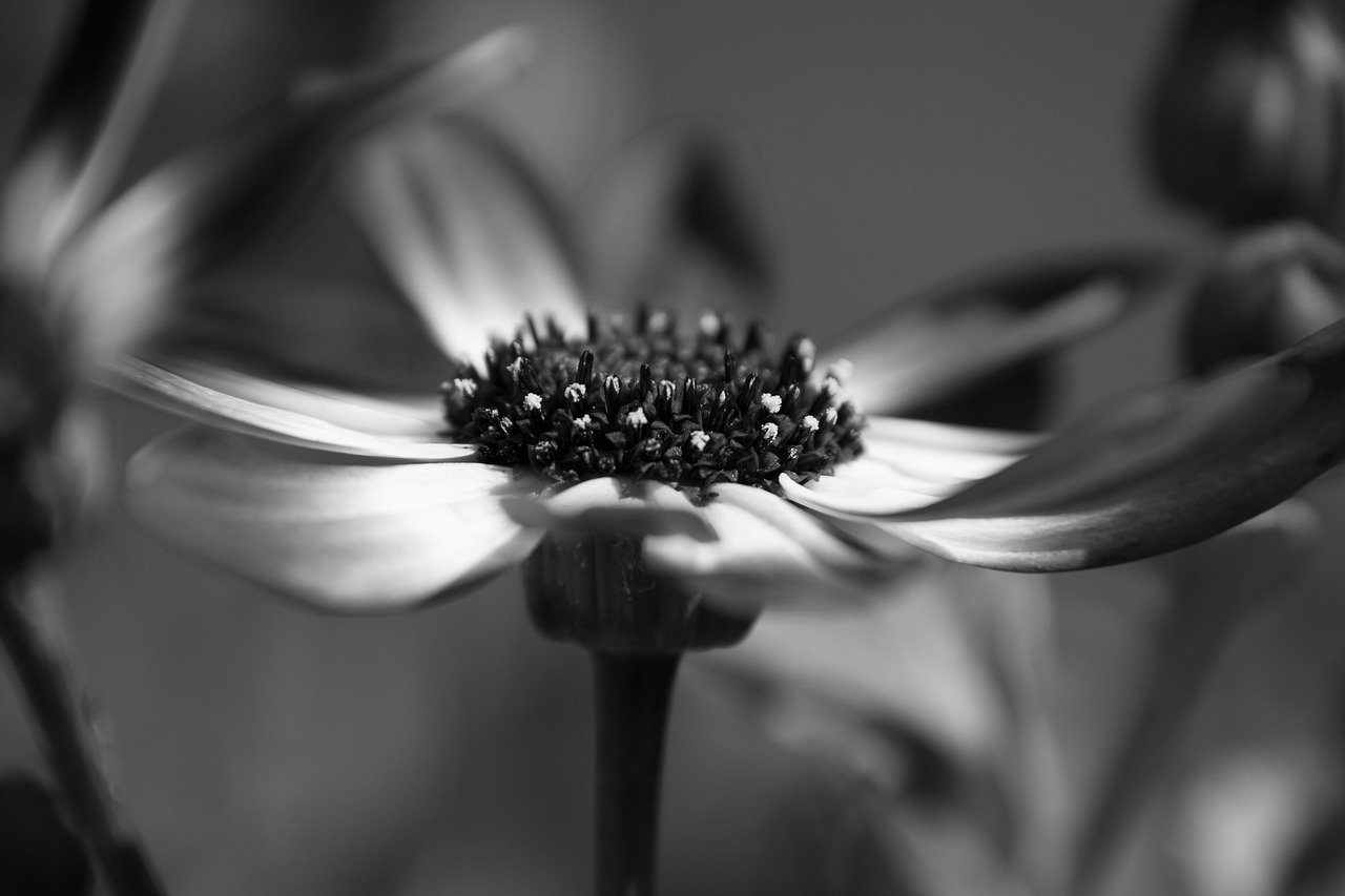 100 Free Wildflower Bouquet Bouquet Images Pixabay 100-free-wildflower-bouquet-bouquet-images-pixabay