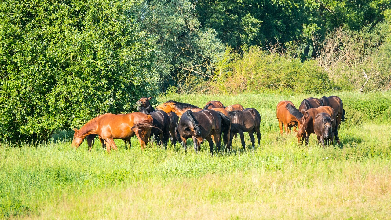 Horses - free online jigsaw puzzle photo