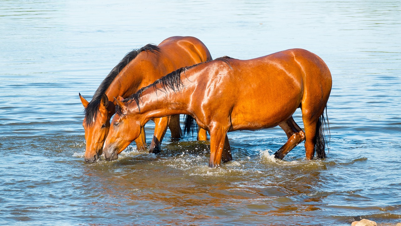 Two Horses Drinking Water Free photo on Pixabay