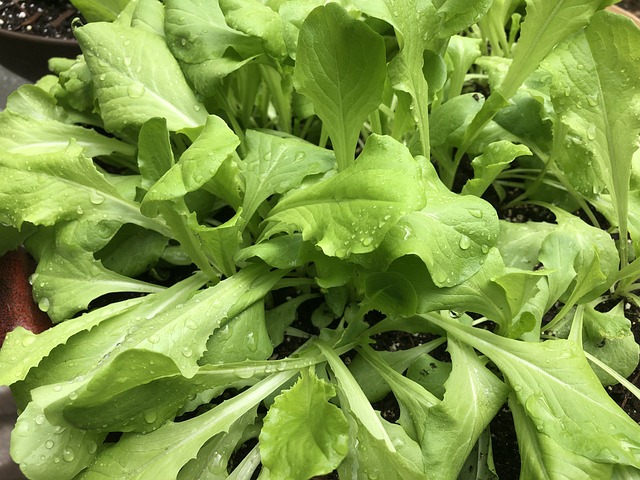 Free Lettuce Garden photo and picture
