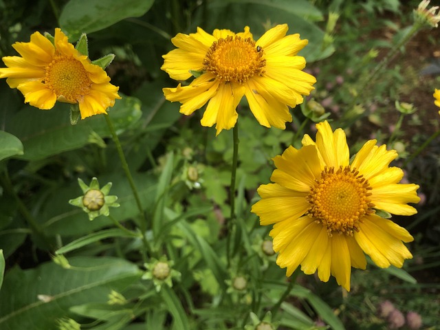 Free Wildflowers Garden photo and picture