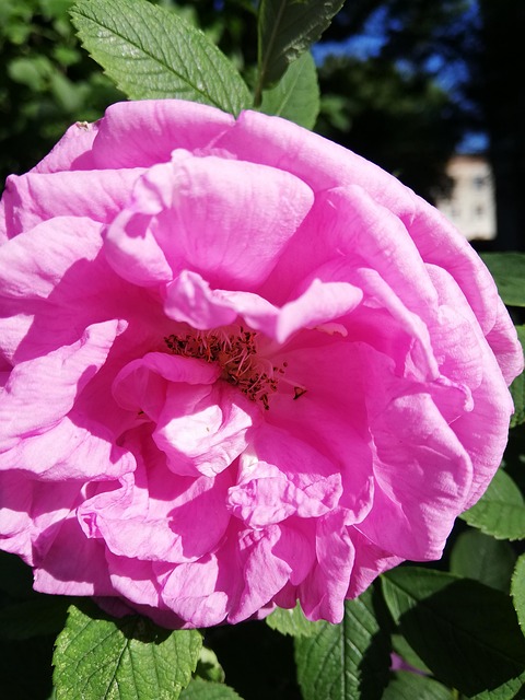 Rose, Flor, Naturaleza, Día, Soleado