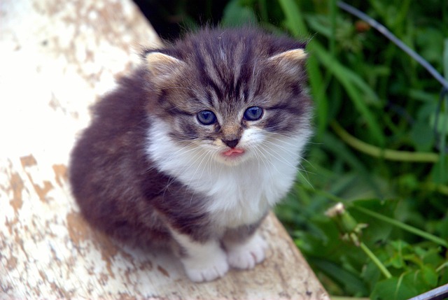 Katje, Kat, Schattig, Huisdier, Dier