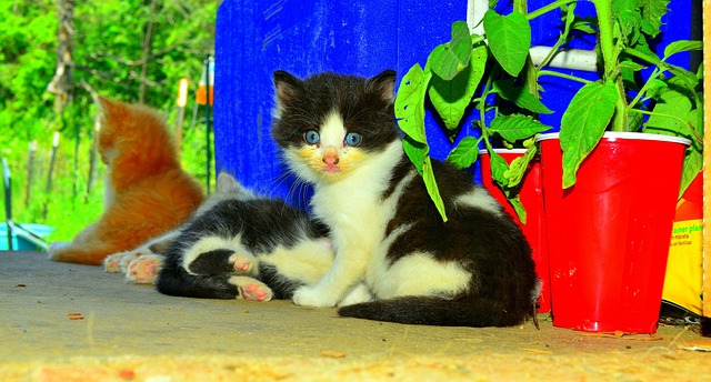 Kat, Katje, Plantaardige, Jong, Klein