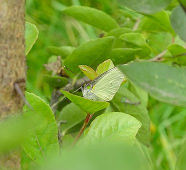 Free Butterfly Green photo and picture