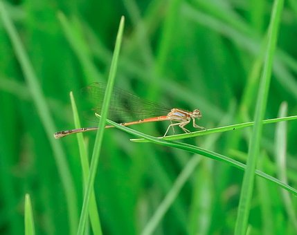 Free Dragon-Fly Naturaleza photo and picture