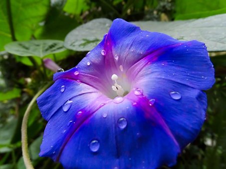 Free Flor Flores photo and picture