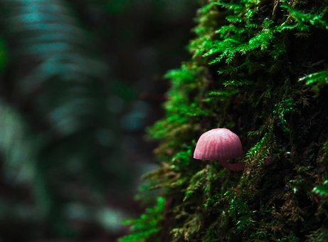 Free Fungus Seta photo and picture