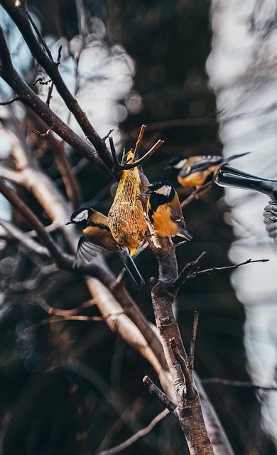 Free Birds Nature photo and picture