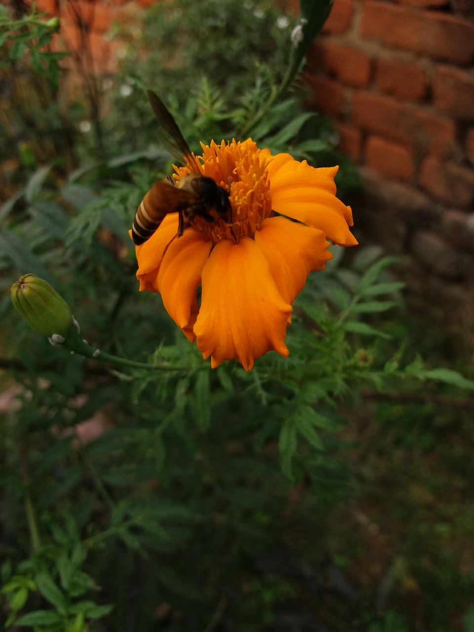 Nice Bee - Free photo on Pixabay - Pixabay