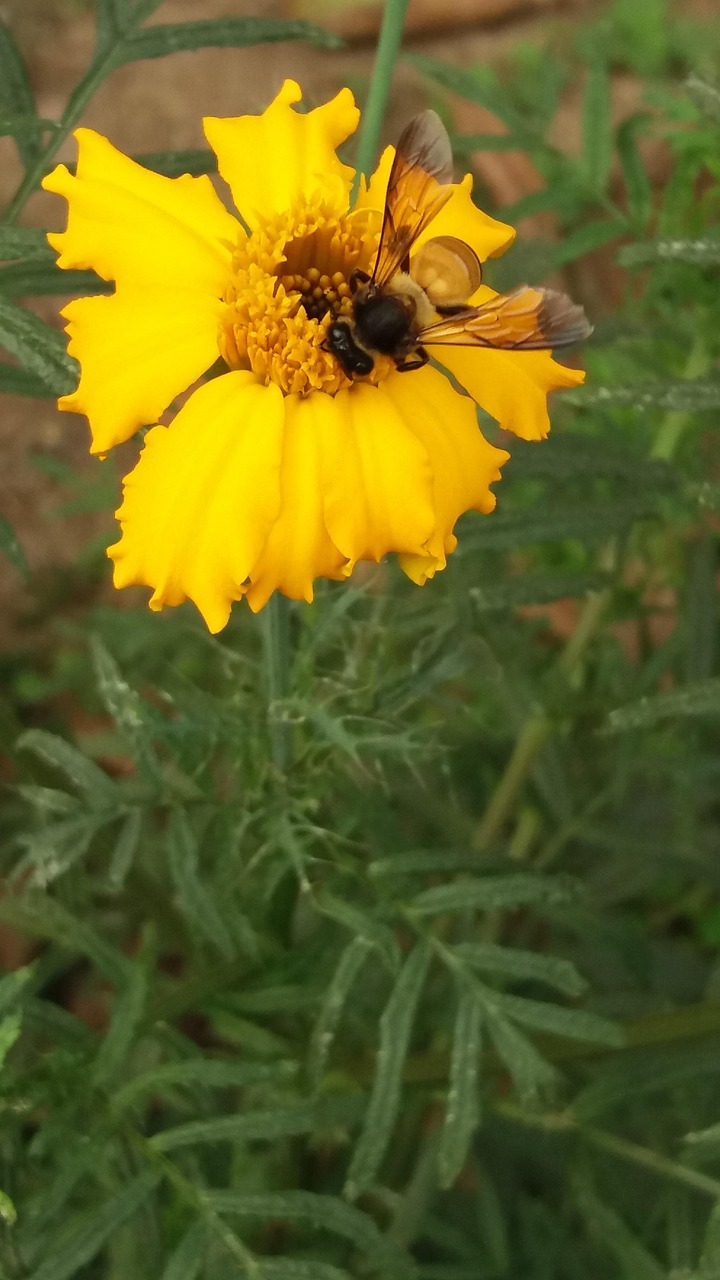 Nice Bee - Free photo on Pixabay - Pixabay
