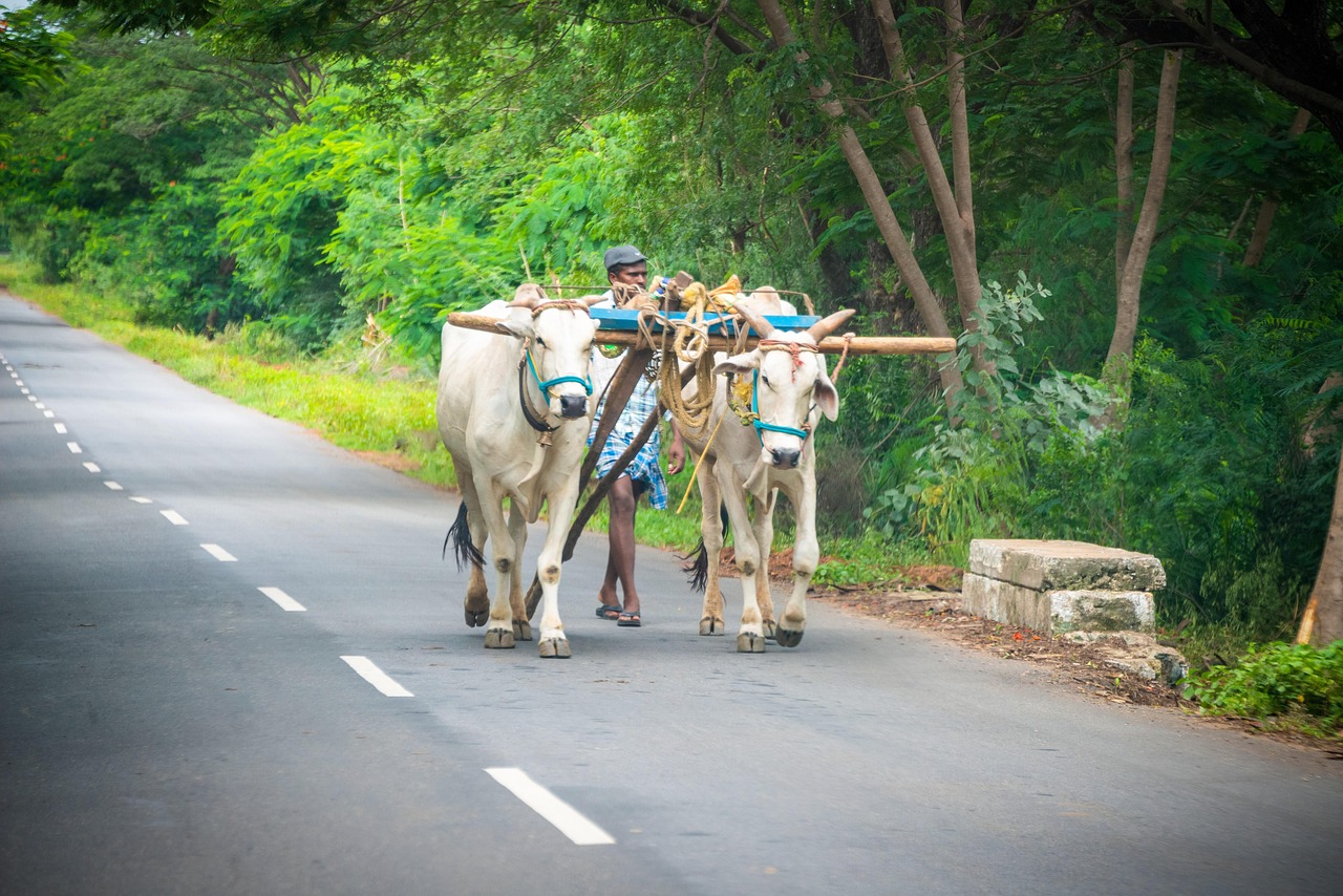 Farmer Bullock Cart Free photo on Pixabay Pixabay