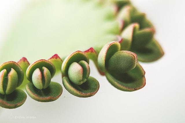 Free Macro Flower photo and picture