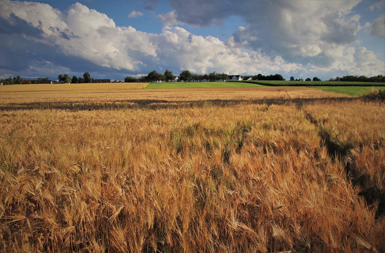 wheat, in the summer, are growing, cereal, in the evening, photo, the village, wheat field, yellow summer, agriculture, village, cereals, fields, nature, spike, growth, trim, wind, the horizon, meadows, dry, clouds, niva, still life, corn