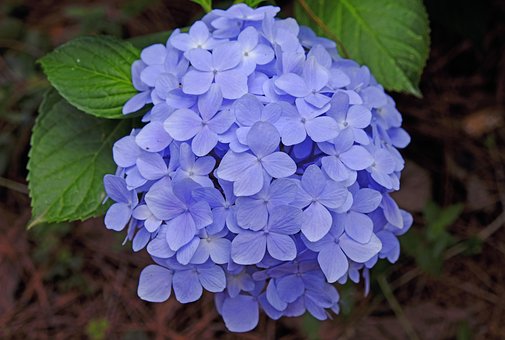 30 多张免费的 八仙花 和 绣球花 照片 30 多张免费的 八仙花 和 绣球花 照片