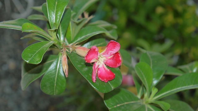 Free Flower Nature photo and picture
